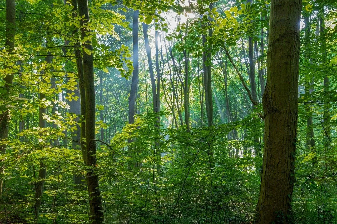 Luz entre los árboles de un bosque verde, fotografía original de los servicios ambientales de Envimex