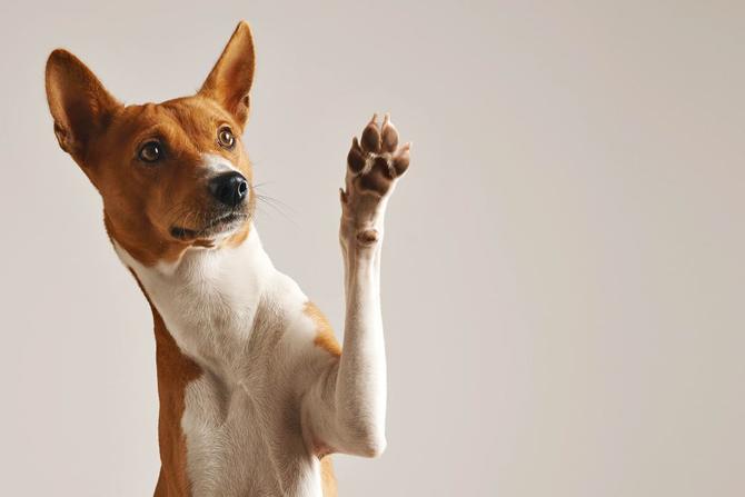Hero image of Partner in Paw: Expert Ecommerce Developer Services