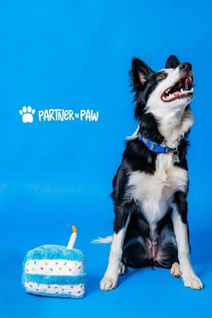 Partner In Paw - Project Image